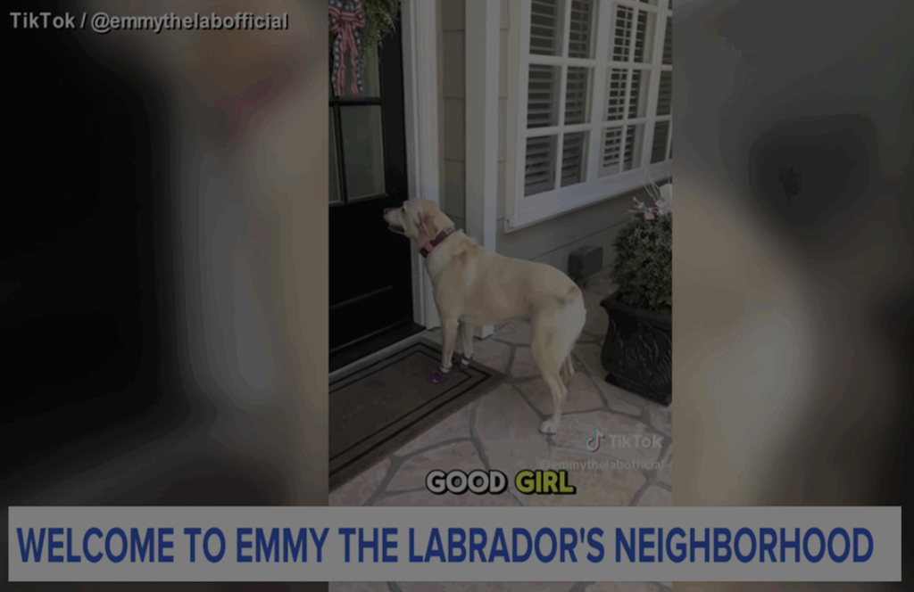Emmy The Labrador