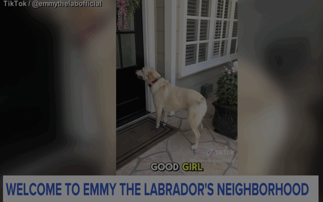 Emmy the Labrador Rings for Connection